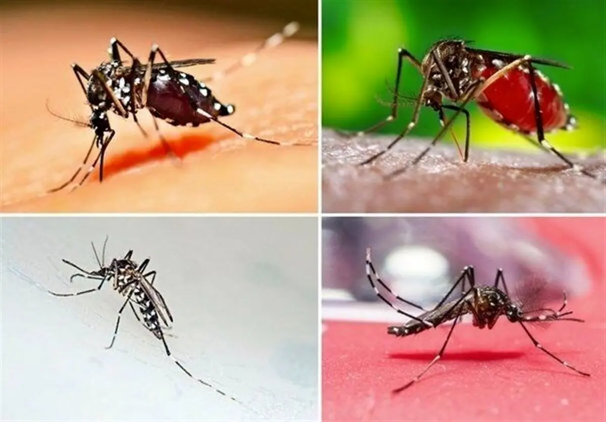 ابتلای بیش از ۱۱۱ نفر در کشور به بیماری "تب دانگ" 