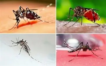 ابتلای بیش از ۱۱۱ نفر در کشور به بیماری "تب دانگ" 