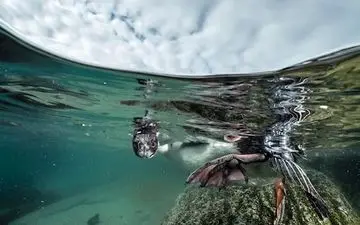  عکس منتخب نشنال جئوگرافیک | شیرجه اول