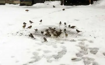 شهروند همدانی که در طبیعت برفی پرندگان را فراموش نکرد + فیلم 