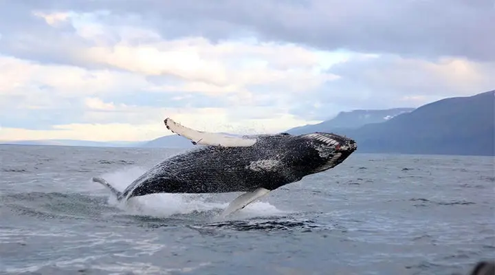 بازدید از نهنگ‌ها در هوساویک 