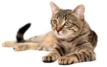 سقوط آزاد گربه از بالاترین طبقه ساختمان با چتر نجات! + فیلم