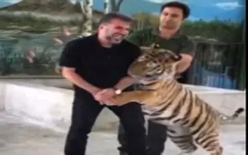 درگیری جواد هاشمی با ببر در باغ وحش مشهد + فیلم