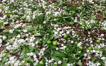 تگرگ به ۷۰۰۰ هکتار از باغات سیرجان خسارت وارد کرد