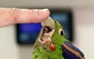 ساخت نوک مصنوعی برای طوطی آسیب دیده