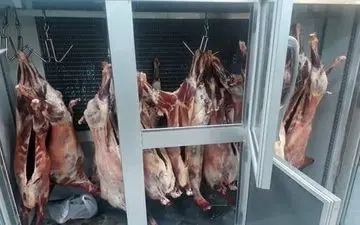 کشف و امحاء 24 لاشه گوشت گوسفندی تاریخ مصرف گذشته درشهرستان کرمانشاه