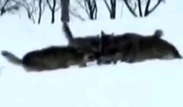 لحظه حمله گرگ‌ها و شکار یک خرگوش در خرمدره