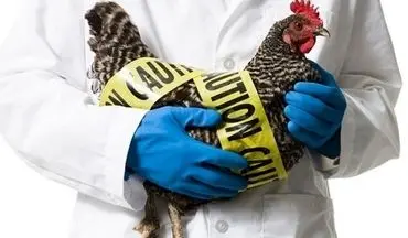 هشدار در باره همه گیری گسترده آنفلوانزای پرندگان در اروپا و آسیا