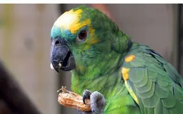 طوطی فحاش زن همسایه را مجبور به شکایت کرد!