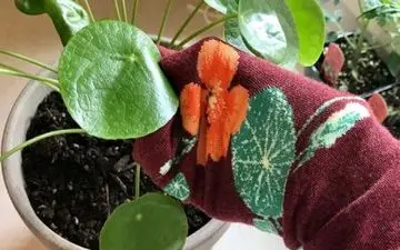 کاربردهای جالب یک لنگه جوراب | با یک لنگه جوراب چه مارهایی می توان انجام داد؟