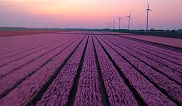 زیبایی چشم نواز فصل گل لاله در هلند + فیلم 