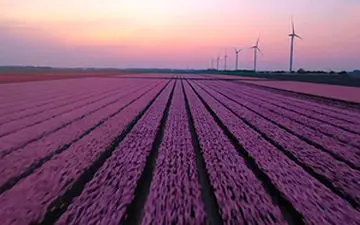 زیبایی چشم نواز فصل گل لاله در هلند + فیلم 