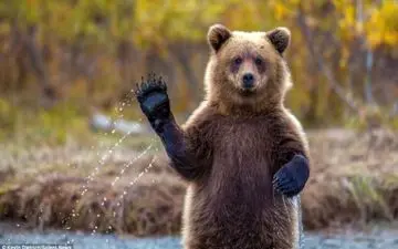 دستبرد خرس به اداره پلیس+ فیلم