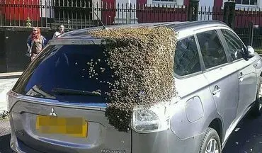 عکس/ تلاش زنبورها برای نجات جان ملکه!