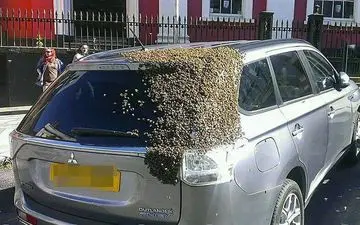 عکس/ تلاش زنبورها برای نجات جان ملکه!