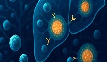 امید جدید برای بیماری خطرناک کبدی کشف شد