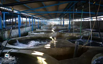 پرداخت تسهیلات کم بهره به پرورش دهندگان ماهیان خاویاری