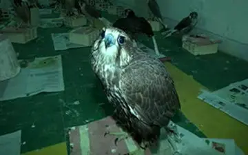 وقتی شکارچیان در دام می‌افتند+فیلم