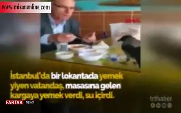 کلاغی که مهمان ناخوانده رستوران شد! + فیلم