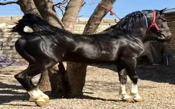 سه شرط جهانی شدن اسب اصیل کُرد