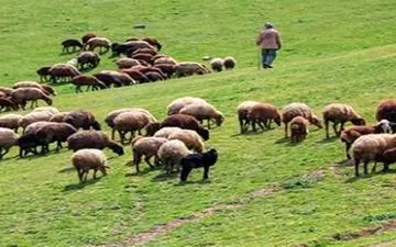 قیمت گوشت را مافیا تعیین می‌کند