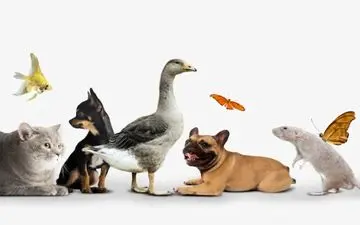 تست شخصیت شناسی | بگو حیوان مورد علاقه ات چیه تا شخصیتت رو بگم!