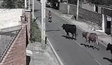 تصادف مرگبار راننده موتور با یک گاو در خیابان + فیلم 