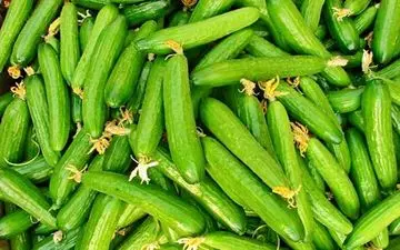 خودکشی یک جوان با خیار! +عکس