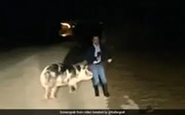تعقیب گزارشگر توسط خوک حین گزارش زنده تلویزیونی!