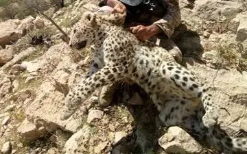 فیلمی فوق العاده دیدنی درگیری پلنگ و جوجه تیغی! 