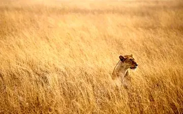  عکس منتخب نشنال جئوگرافیک | بیدار در سرنگتی