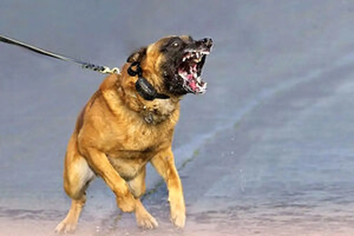 حمله خونین ۲ سگ به مأمور پلیس+ جزئیات
