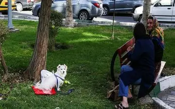 گزارش| اما و اگرهای سگ گردانی در شهر