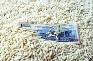 قیمت برنج پاکستانی ۱۹ مهر ۱۴۰۴؛ نرخ درجه‌یک اعلام شد + جدول