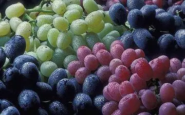 انواع مزاج‌های چهارگانه ؛ مزاج شما کدام است ؟