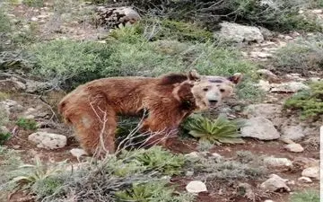 بازگشت خرس قهوه ای به زیستگاه اصلی خود در طبیعت