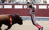 زجرکش کردن گاو در فرهنگ اسپانیایی‌ها + فیلم(۱۸+)