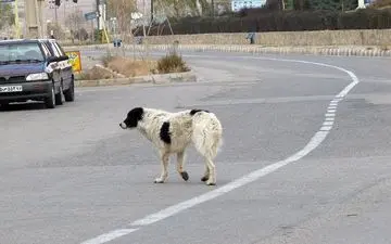 سگ ولگرد حادثه رقم زد /پنج نفر در تبریز راهی بیمارستان شدند