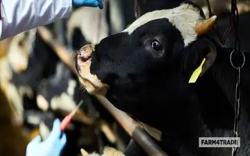 ۷۰۰ هزار راس دام علیه بیماری تب مالت ایمن می‌شوند     