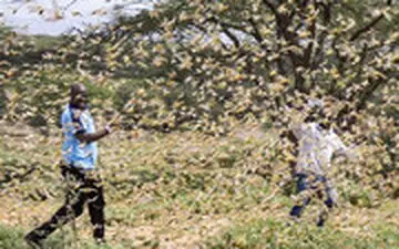 هجوم بی‌سابقهٔ خطرناک‌ترین گونهٔ ملخ به شرق آفریقا 