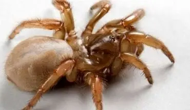 کشف موجودی که تمام عمرش را زیر زمین زندگی می‌کند!