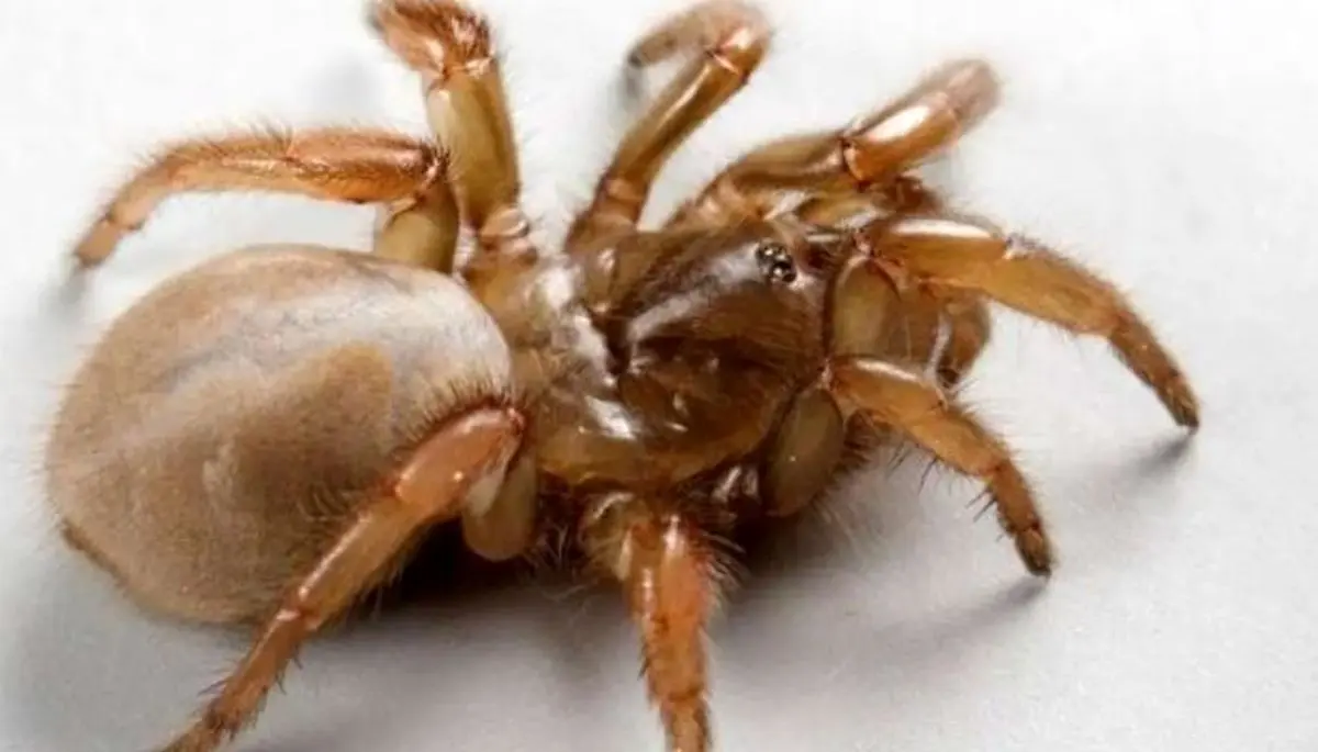 کشف موجودی که تمام عمرش را زیر زمین زندگی می‌کند!