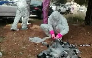 راز مرگ کبوتران وحشی در اسلام آباد غرب + فیلم