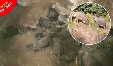 غرق شدن گله فیل‌ها بر اثر سقوط از آبشار