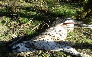 "آرزو" کشته شد + تصاویر