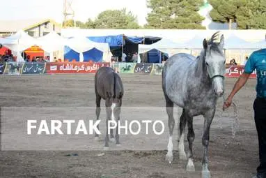  چهارمین جشنواره ملی زیبایی‌های اسب (تاق‌بستان)  جشنواره اسب اصیل کُرد