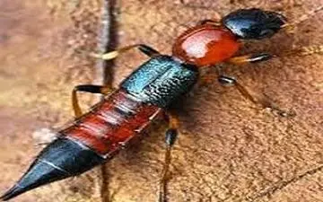 هشدار/ «نیش دراکولا» در کمین است!