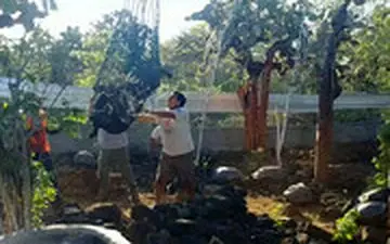 نوادگان لاک‌پشتی که منقرض شده