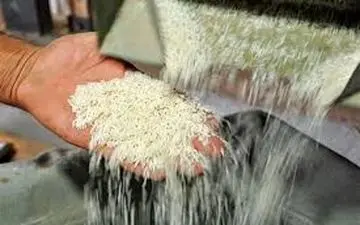 واردات برنج به استان مازندران ممنوع شود