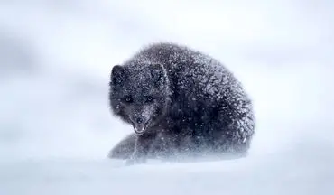 روباه برفی در عکس روز نشنال جئوگرافیک